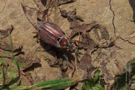 Attēlu rezultāti vaicājumam “Melolontha melolontha imago”