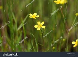 Attēlu rezultāti vaicājumam “Ranunculus flammula flower”