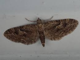 Attēlu rezultāti vaicājumam “Eupithecia pusillata”