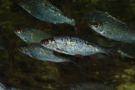 Image result for Rutilus rutilus