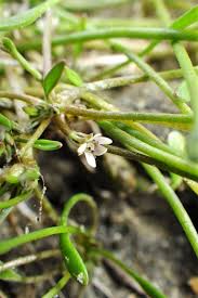Attēlu rezultāti vaicājumam “Limosella aquatica flower”
