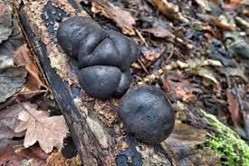 Attēlu rezultāti vaicājumam “Daldinia concentrica”