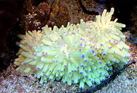 Image result for Anemonenarten