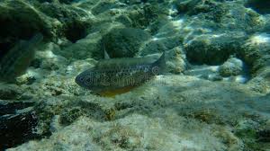 Image result for Scarus taeniopterus