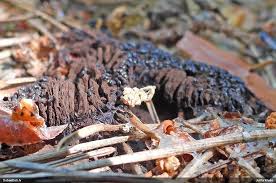 Attēlu rezultāti vaicājumam “Stemonitis fusca stalked”