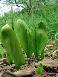 Attēlu rezultāti vaicājumam “Ophioglossum vulgatum”