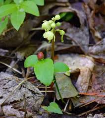 Attēlu rezultāti vaicājumam “Pyrola chlorantha”