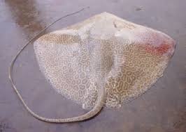 Image result for Himantura uarnak