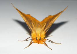 Attēlu rezultāti vaicājumam “Ennomos autumnaria male”