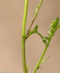 Attēlu rezultāti vaicājumam “Senecio vernalis leaf”