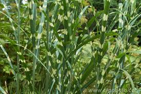 Image result for Miscanthus sinensis Zebrina