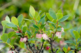Attēlu rezultāti vaicājumam “Vaccinium uliginosum leaf”