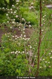 Attēlu rezultāti vaicājumam “Physocarpus opulifolius”