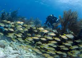Image result for Scuba Skooling