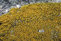 Attēlu rezultāti vaicājumam “Caloplaca scopularis”