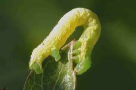 Attēlu rezultāti vaicājumam “Dysstroma truncata”