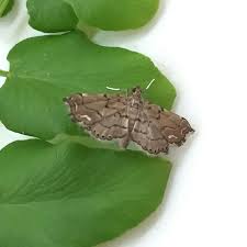 Attēlu rezultāti vaicājumam “Crambidae”