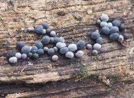 Attēlu rezultāti vaicājumam “Badhamia dubia”