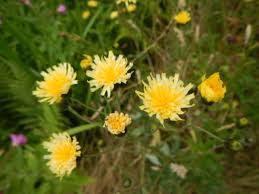 Attēlu rezultāti vaicājumam “Hieracium”