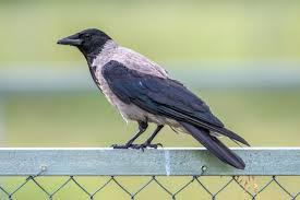 Attēlu rezultāti vaicājumam “Corvus cornix juvenile”