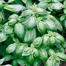 Image result for Basilikum