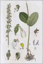 Attēlu rezultāti vaicājumam “Listera ovata”