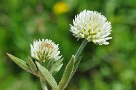 Attēlu rezultāti vaicājumam “Trifolium montanum flower”