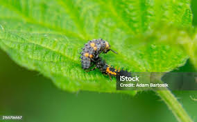 Attēlu rezultāti vaicājumam “Psyllobora vigintiduopunctata larva”