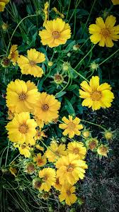 Image result for Coreopsis