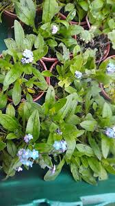 Attēlu rezultāti vaicājumam “Myosotis sylvatica leaf”
