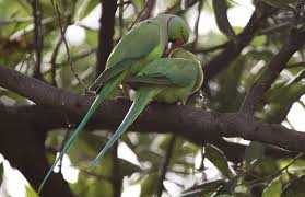 Image result for Psittacula krameri