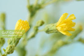 Attēlu rezultāti vaicājumam “Lactuca sativa flower”