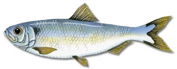 Image result for Alosa pseudoharengus