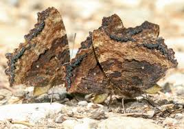 Attēlu rezultāti vaicājumam “Nymphalis polychloros upperside”