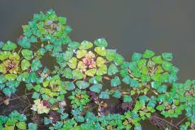 Attēlu rezultāti vaicājumam “Trapa natans leaf”