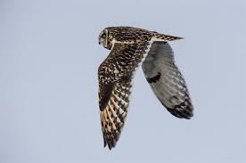 Attēlu rezultāti vaicājumam “Asio flammeus”