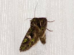 Attēlu rezultāti vaicājumam “Trachea atriplicis”