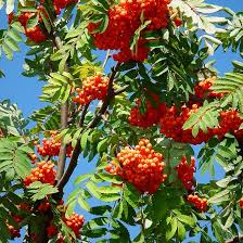 Attēlu rezultāti vaicājumam “Sorbus aucuparia fruit”