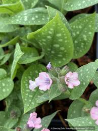 Image result for Pulmonaria officinalis
