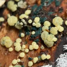 Attēlu rezultāti vaicājumam “Hypocrea gelatinosa”