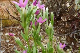 Attēlu rezultāti vaicājumam “Centaurium littorale leaf”