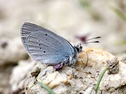 Attēlu rezultāti vaicājumam “Cupido minimus underside”