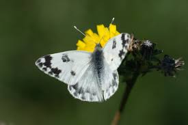 Attēlu rezultāti vaicājumam “Pontia edusa underside”