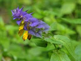 Attēlu rezultāti vaicājumam “Melampyrum nemorosum”