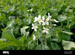 Image result for Raphanus sativus ssp. Oleiformes