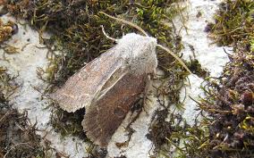 Attēlu rezultāti vaicājumam “Orthosia sp.”