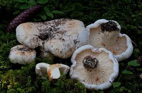 Attēlu rezultāti vaicājumam “Lactarius bertillonii”