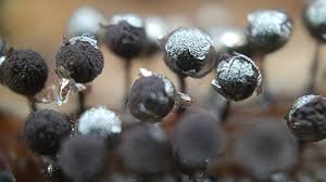 Attēlu rezultāti vaicājumam “Collaria arcyrionema spores”