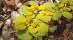 Attēlu rezultāti vaicājumam “Chrysosplenium alternifolium flower”