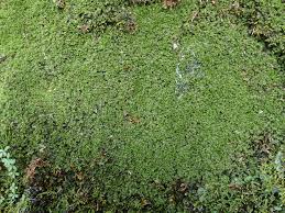 Attēlu rezultāti vaicājumam “Jungermannia leiantha sporophyte”